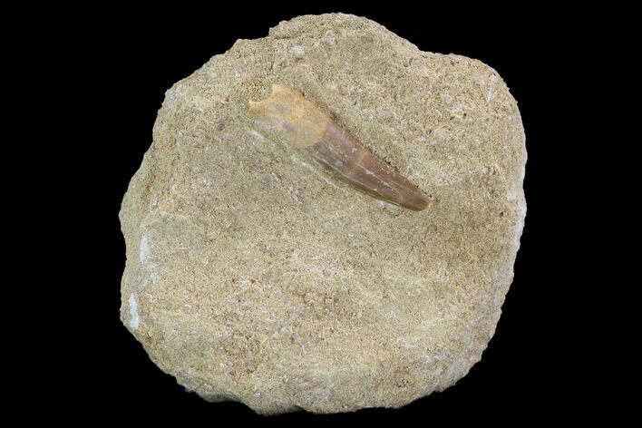 Fossil Plesiosaur (Zarafasaura) Tooth In Rock - Morocco #95095